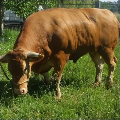 Qui est la femelle du buf ?