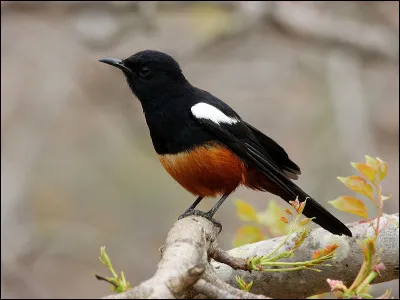 Il y a un oiseau qui est tombé de son nid. Que fais-tu ?