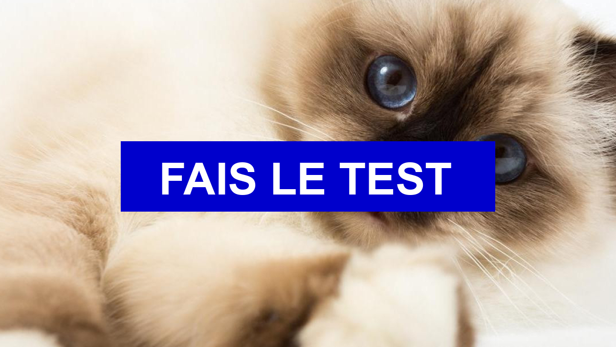 Test de personnalité Quel chat estu