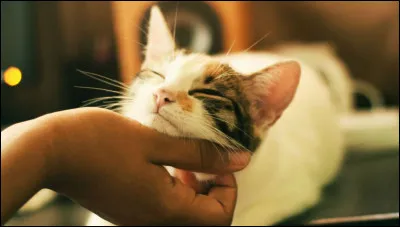 Comment te décrirais-tu ?