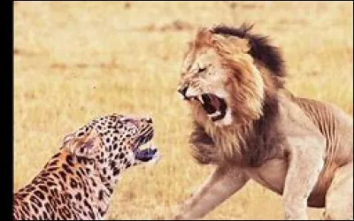 Tu préfères être un lion ou un guépard ?