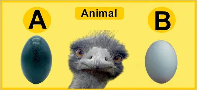 De quelle couleur sont les oeufs d'émeu ?