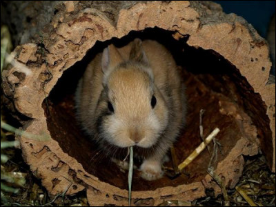 Quel est l'habitat d'un lapin sauvage ?