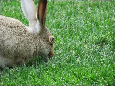Pourquoi un lapin ingurgite ses caecotrophes ?