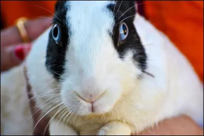 Pourquoi le lapin a-t-il une vue spectaculaire ?