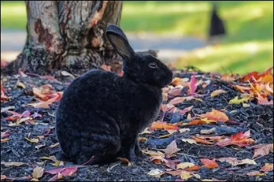 D'où vient la descendance du lapin ?