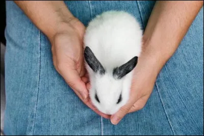 Est-il indispensable de stériliser sa lapine (chez un particulier) ?