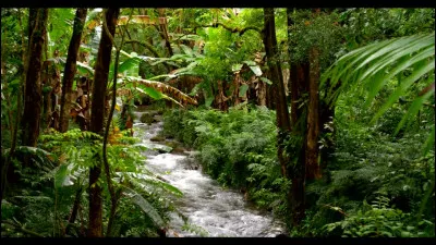 Comment écrit-on "criquet" en anglais ?