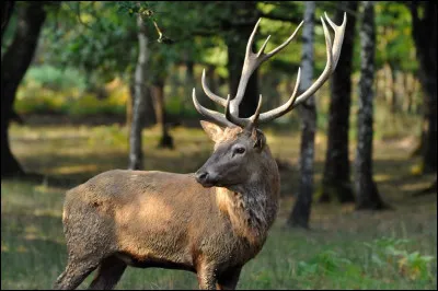 Combien pèse un cerf élaphe adulte ?