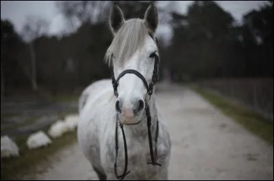 Quelle est la couleur de la robe de cette jument ?