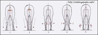 Comment s'appelle le défaut d'aplomb n°5 ?