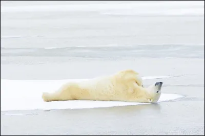 Qu'est-ce qu'un parasite ?