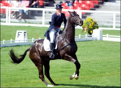 Le cheval est dit tendu quand le cavalier tend ses rênes.