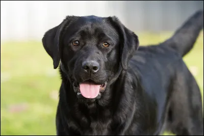 Quelle est cette race de chien ?