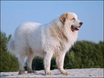 Quelle est cette race de chien ?