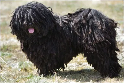 Quelle est cette race de chien ?