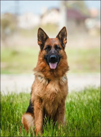 Quelle est cette race de chien ?