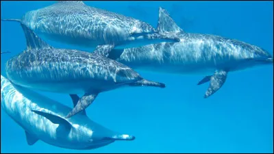 Vrai ou faux : La durée de vie des dauphins baisse, en moyenne, d'une dizaine d'années lorsqu'ils vivent en captivité et non libres ?