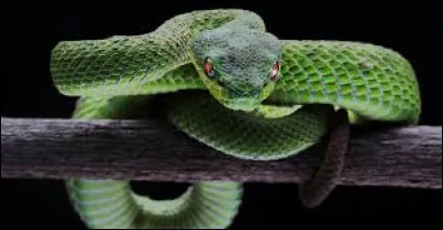 De quelle couleur sont les yeux de Wan ?