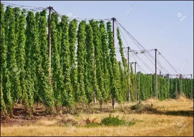 Le houblon est incontournable pour la bière. Quel est le pays producteur mondial n°1 ?