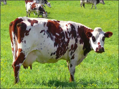 Région : Une mare avec des canards - Des pommiers dans la prairie !