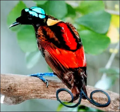 Pays : Oiseau - Paradis - Port Moresby !