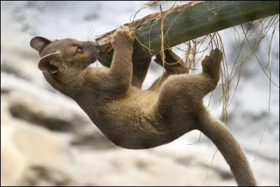 Pays : Fossa - Crimes environnementaux - Elevage de crevettes bio !