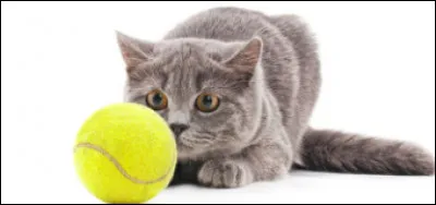 Tu as une journée de libre, que fais-tu ?