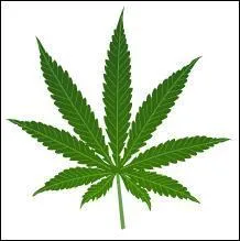 La consommation de drogues dites douces peut entraîner des effets comparables à ceux liés aux boissons alcoolisées