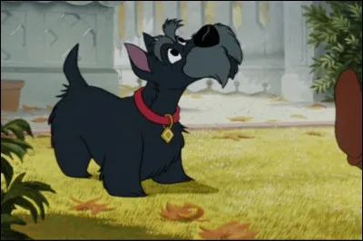 Comment s'appelle ce gentil chien ?