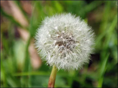 La plante à vux est la fleur de pissenlit.