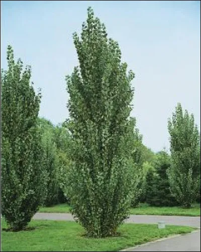 Ce sont des peupliers.