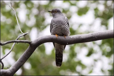 L'espérance de vie du coucou est de 10 à 12 ans.