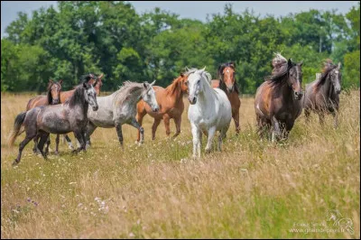 Le mot "pré" se dit "meadow" en anglais.