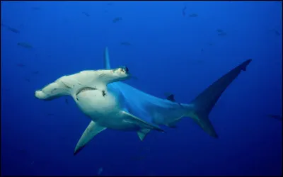 Quel type de requin apercevons-nous ici ?