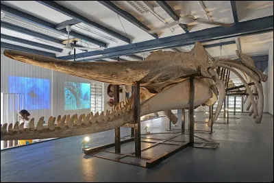 Ce musée est un monument connu à Mayotte, il s'agit...