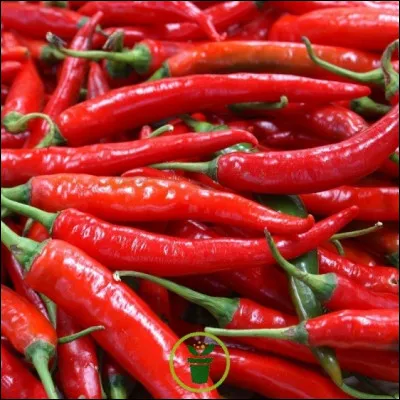 Quelle spécialité culinaire peut-on manger en Guyane ?