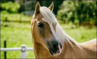 Quelle est cette robe ?