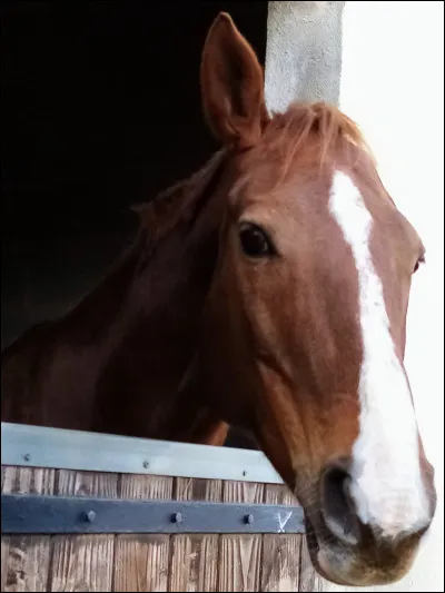 Quelle est cette robe ?