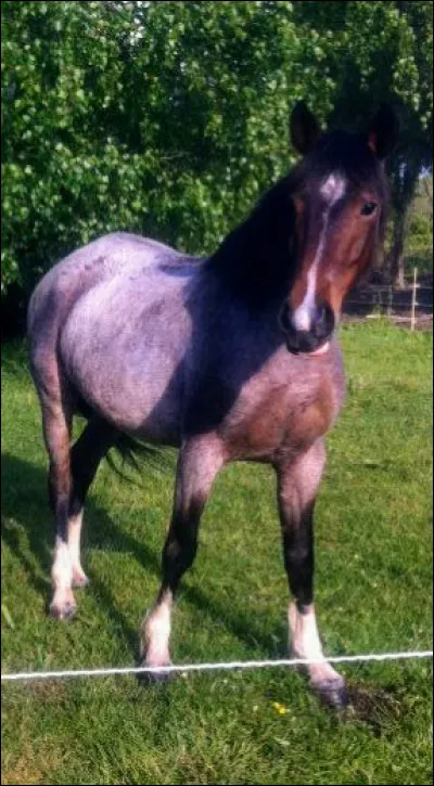 Quelle est cette robe ?