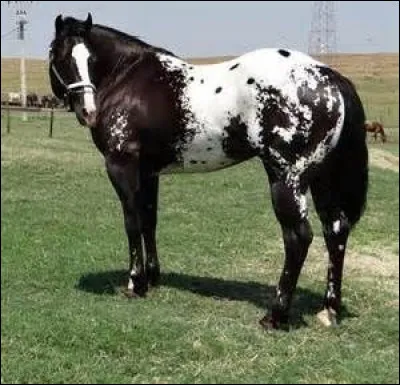 L'Appaloosa est un :