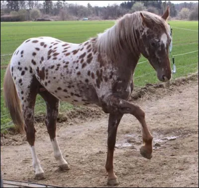 Combien mesure-t-il au garrot ?