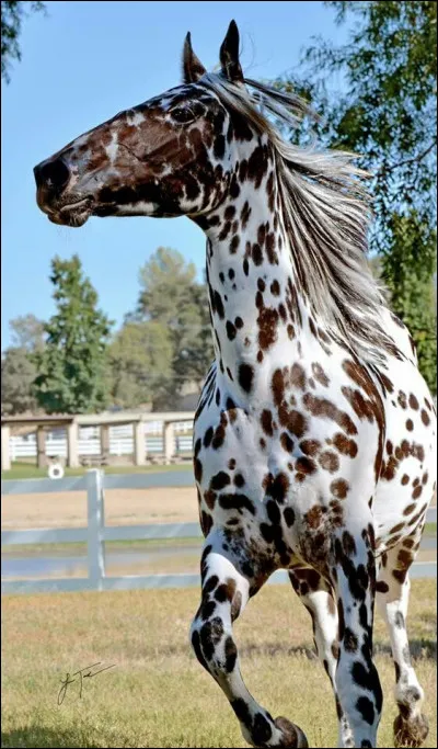 Quels sont leurs traits de caractère ?