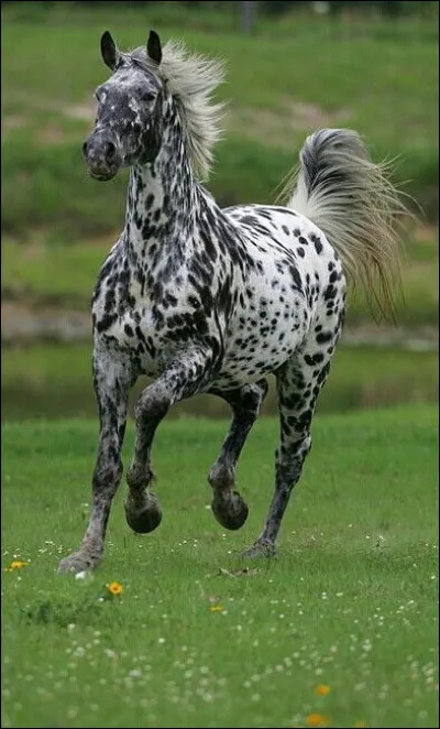L'Appaloosa est la race préférée des :