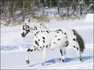 Dans quelles disciplines l'Appaloosa est-il principalement utilisé ?