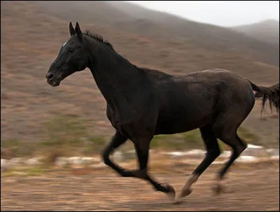 L'Akhal-Teke est une race très rapide.
