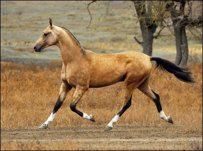 Comment est sa race ?