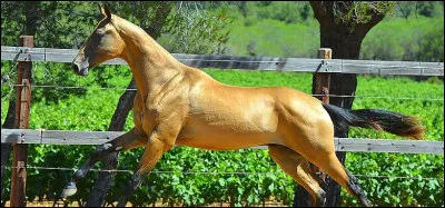 L'Akhal-Teke a été traditionnellement élevé par la tribu des :