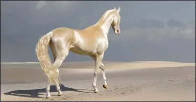 Quelle est la longueur de l'Akhal-Teke adulte ?