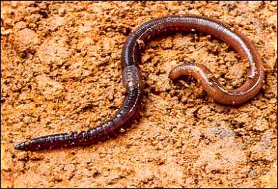 J'ai marché sur un ___ de terre sans le vouloir.